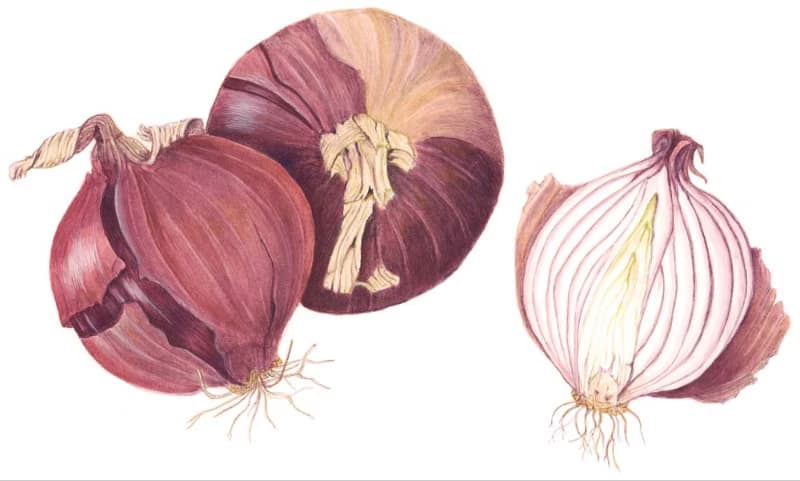 Red Onions