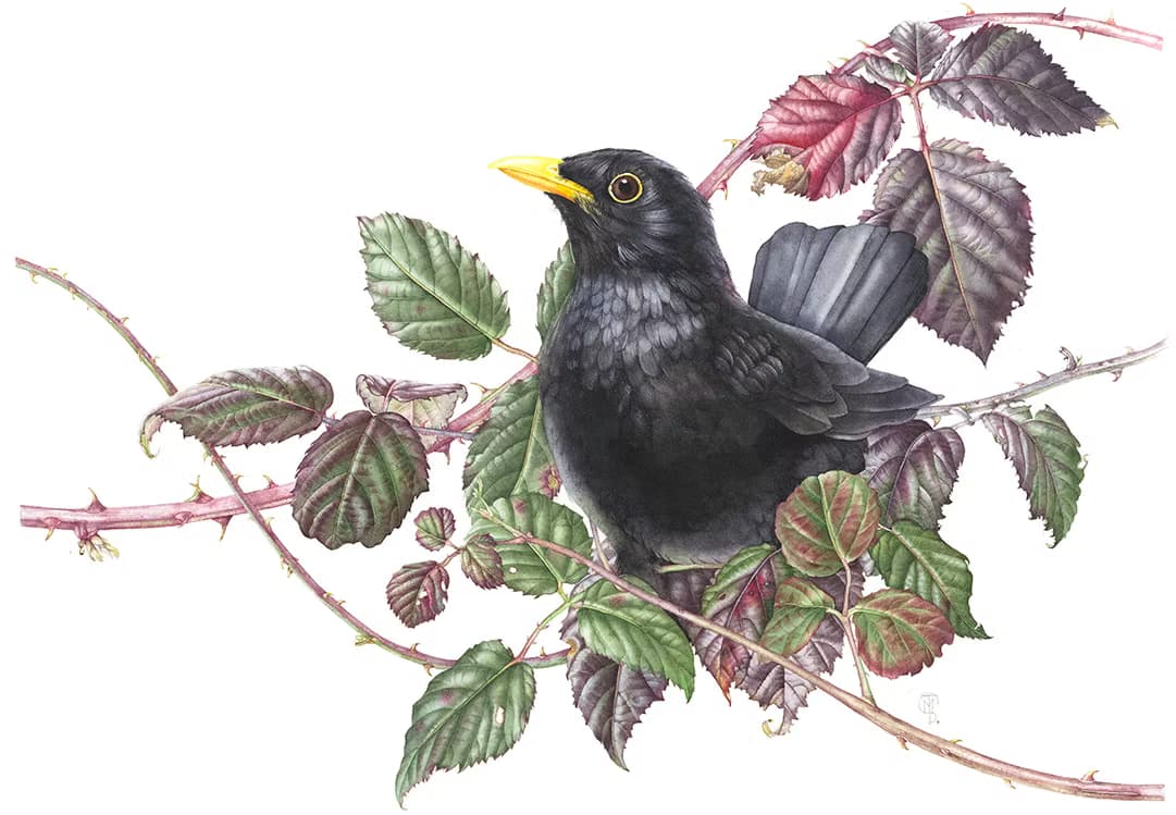 Bird