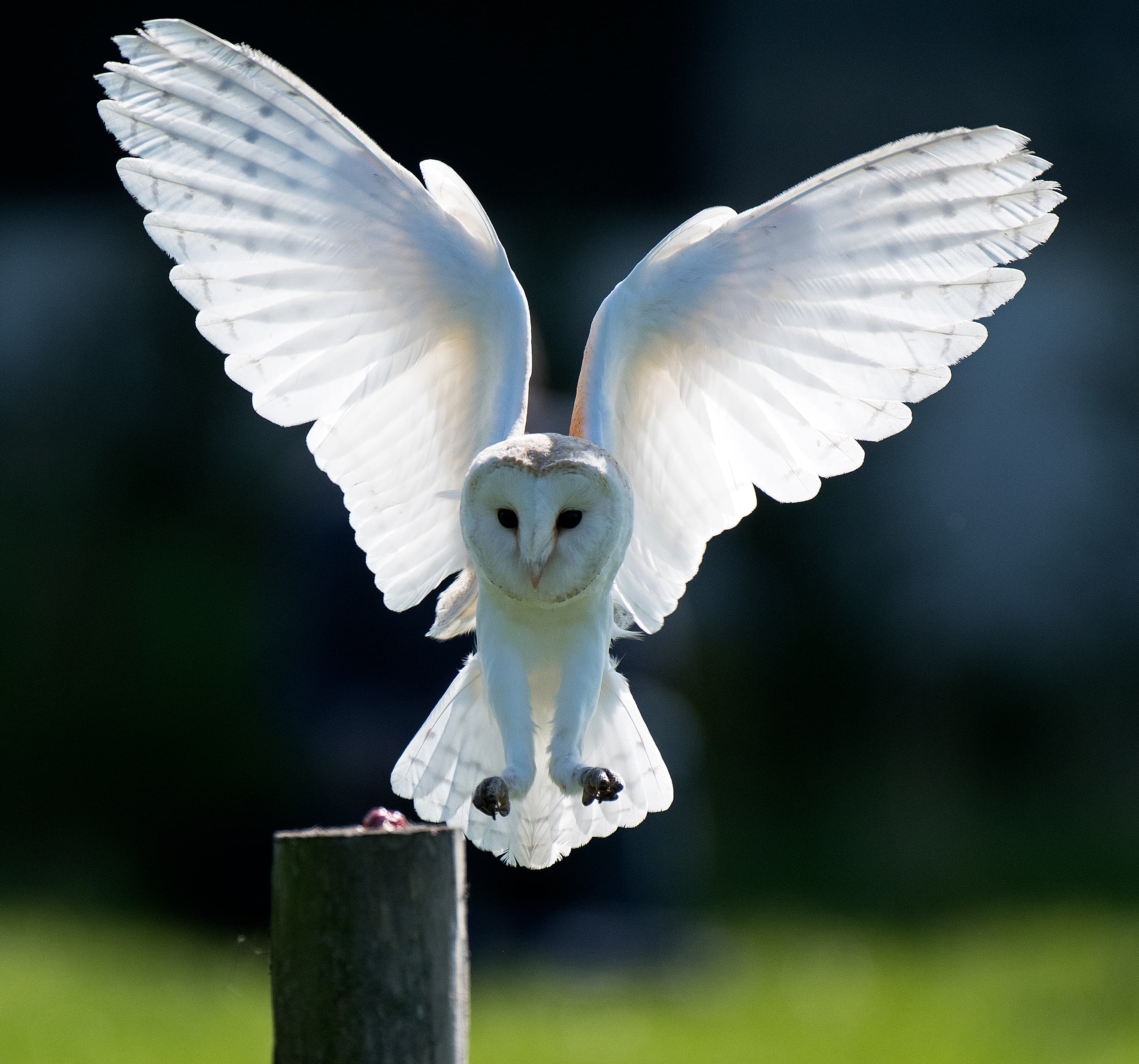 Owl